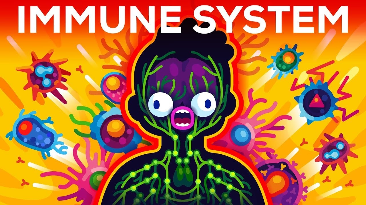 Buy Immune System Support Supplements Body Smirks